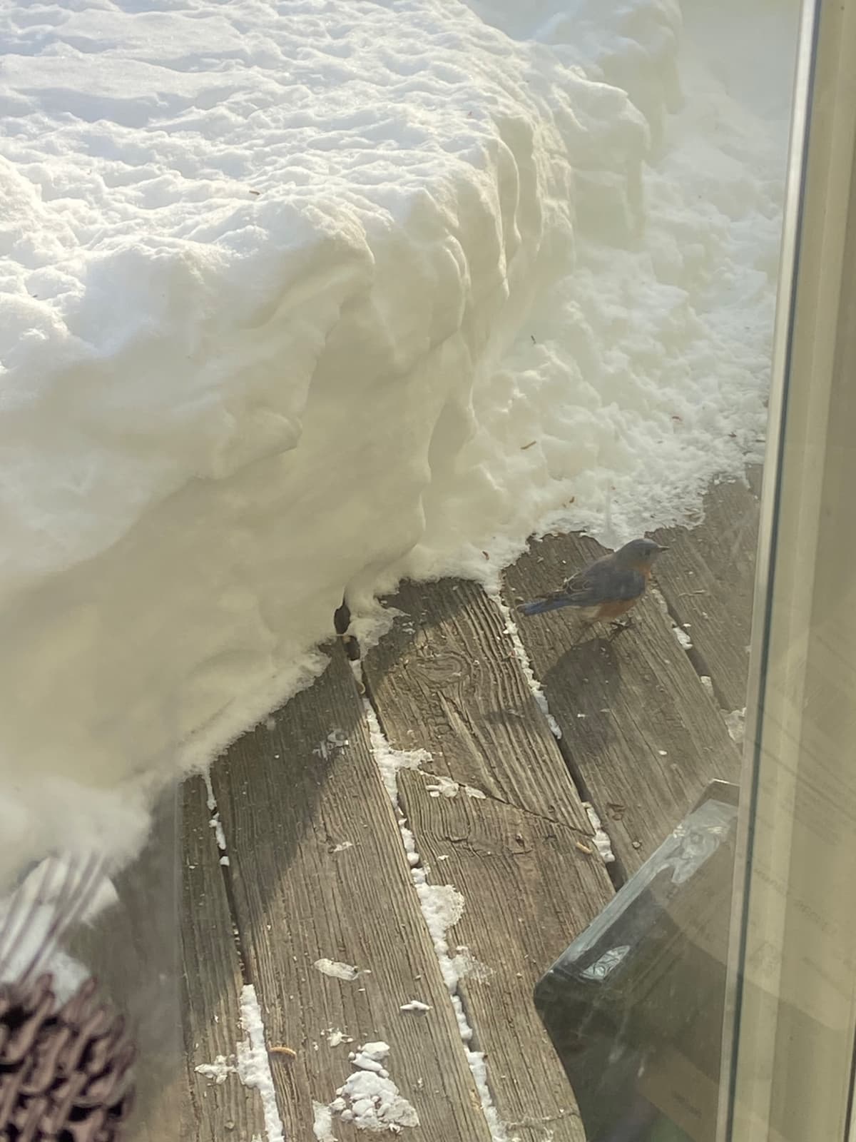 A male bluebird sits on a porch next to a big pile of snow. 