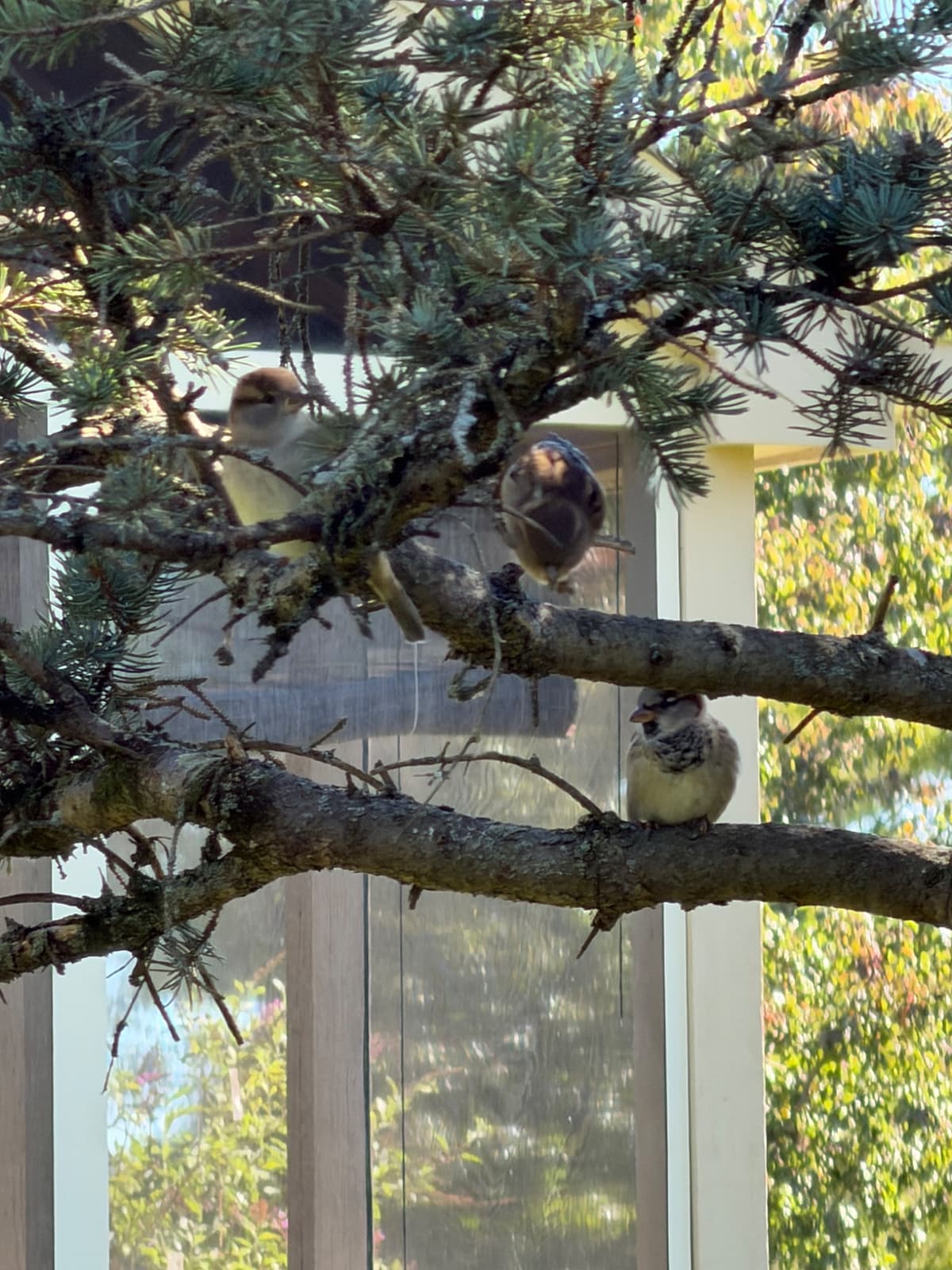 Two darker colored, adult sparrows and a lighter juvenile sparrow sitting in a pine tree. Two are on a higher branch in the middle of the frame and one in on a lower branch. 