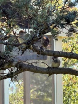 Two darker colored, adult sparrows and a lighter juvenile sparrow sitting in a pine tree. Two are on a higher branch in the middle of the frame and one in on a lower branch. 