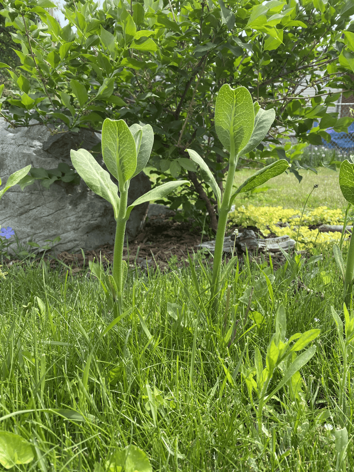 Taller milkweed.