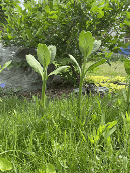 Taller milkweed.
