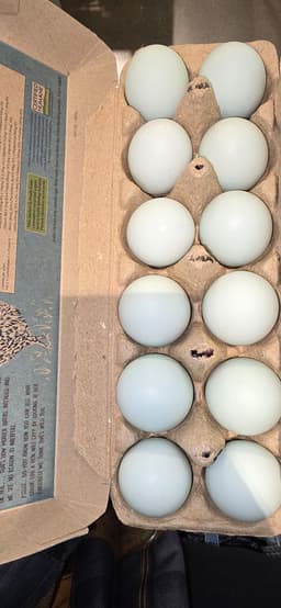 Twelve light blue eggs in an open egg carton and there are none cracked. 