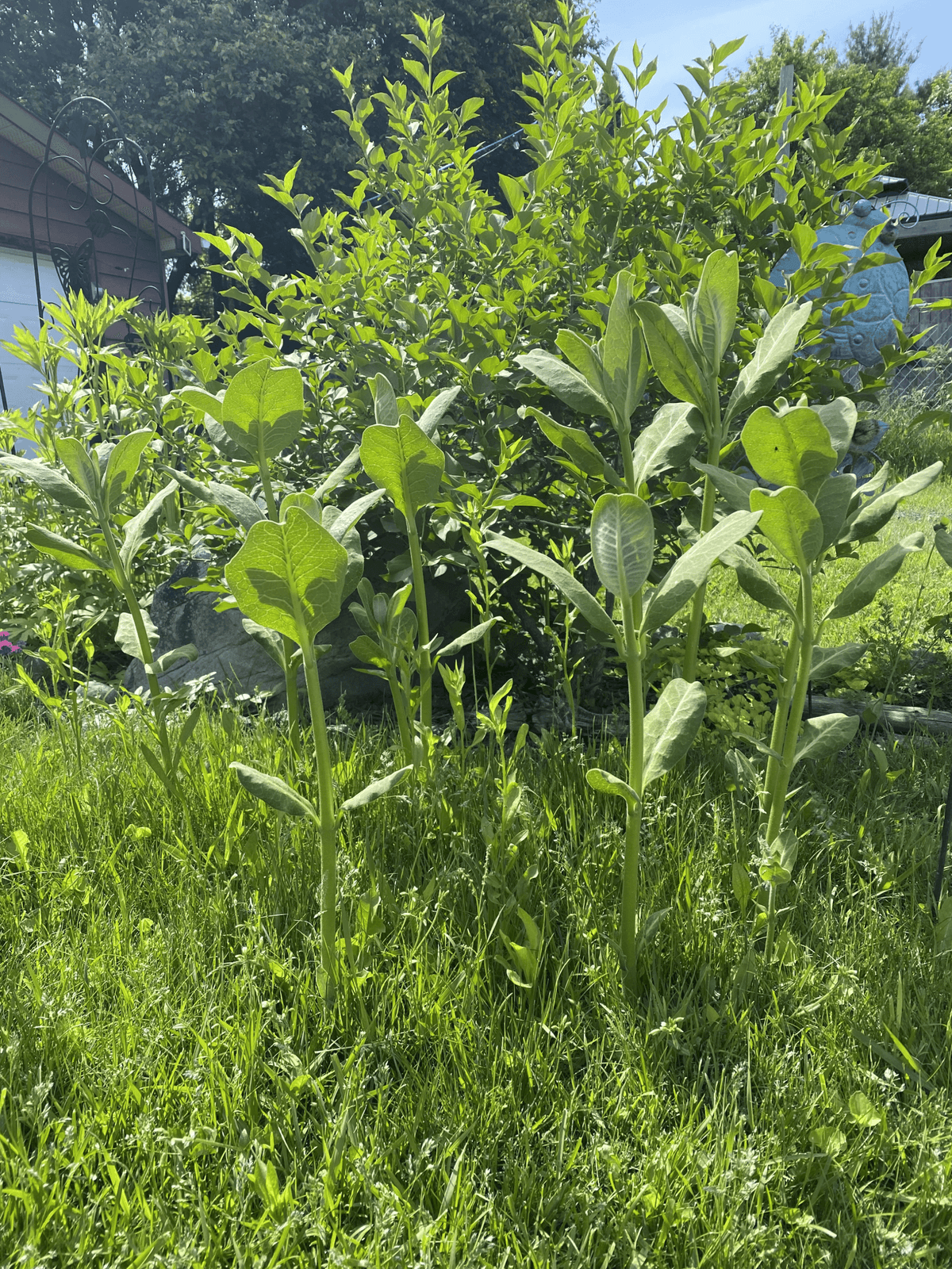 Milkweed thats even taller.