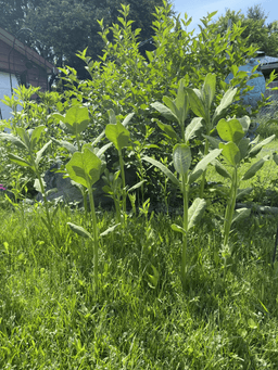 Milkweed thats even taller.