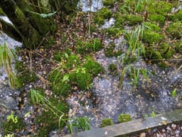 A shallow-looking pool of clear water with reeds, mossy parts and a tree base. There is some autumnal leaf litter and the surface reflects the sky and trees.