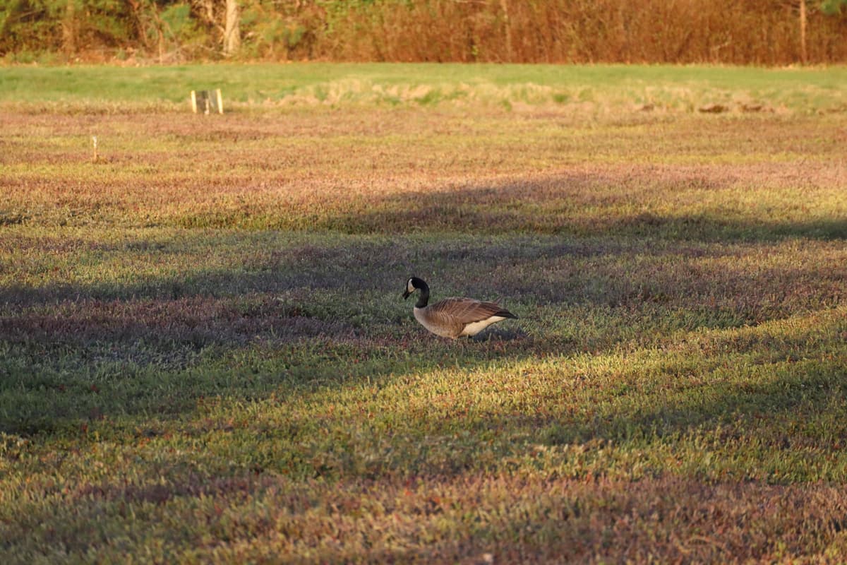 Canadian Goose standing in the middle of a dry cranberry bog looking for cranberries to snack on