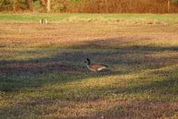 Canadian Goose standing in the middle of a dry cranberry bog looking for cranberries to snack on