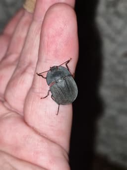 A flat, rounded black beetle on the side of a hand