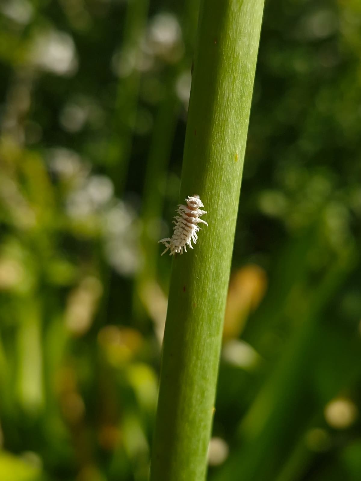 A small, light colored larva on the side of a plant stem. It has white, cotton-like protrusions coming off of it.