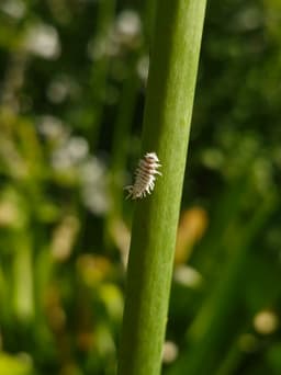 A small, light colored larva on the side of a plant stem. It has white, cotton-like protrusions coming off of it.