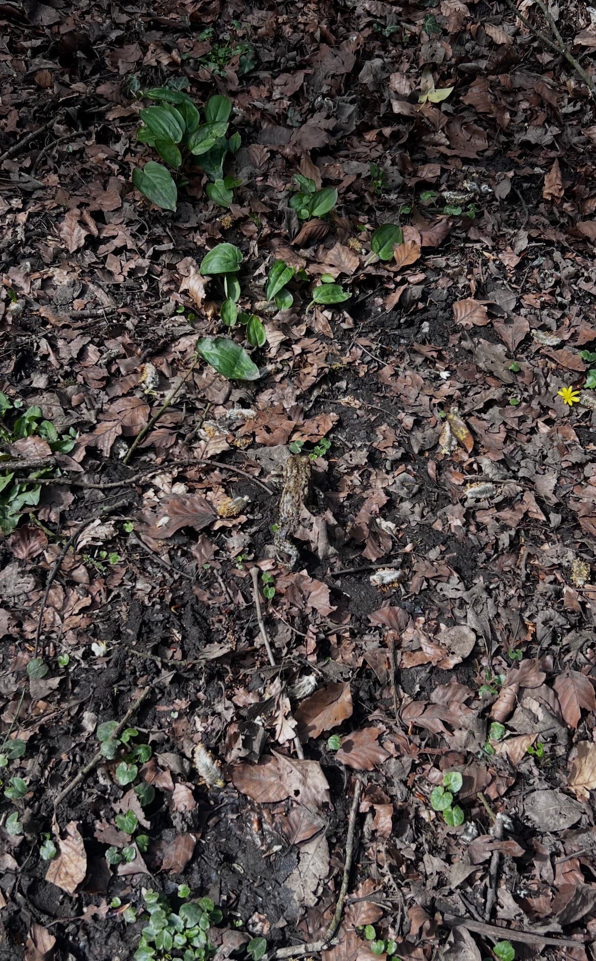 a disguised frog in the middle of the screen surrounded by mud, rocks and leaves.