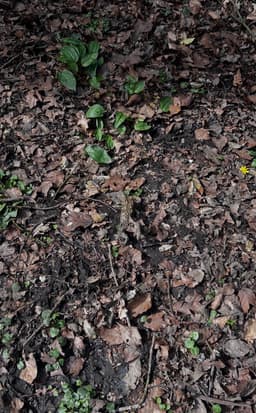 a disguised frog in the middle of the screen surrounded by mud, rocks and leaves.
