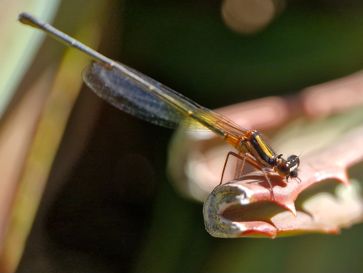 A black and orange damselfly with its wings folded, perched on a plant.