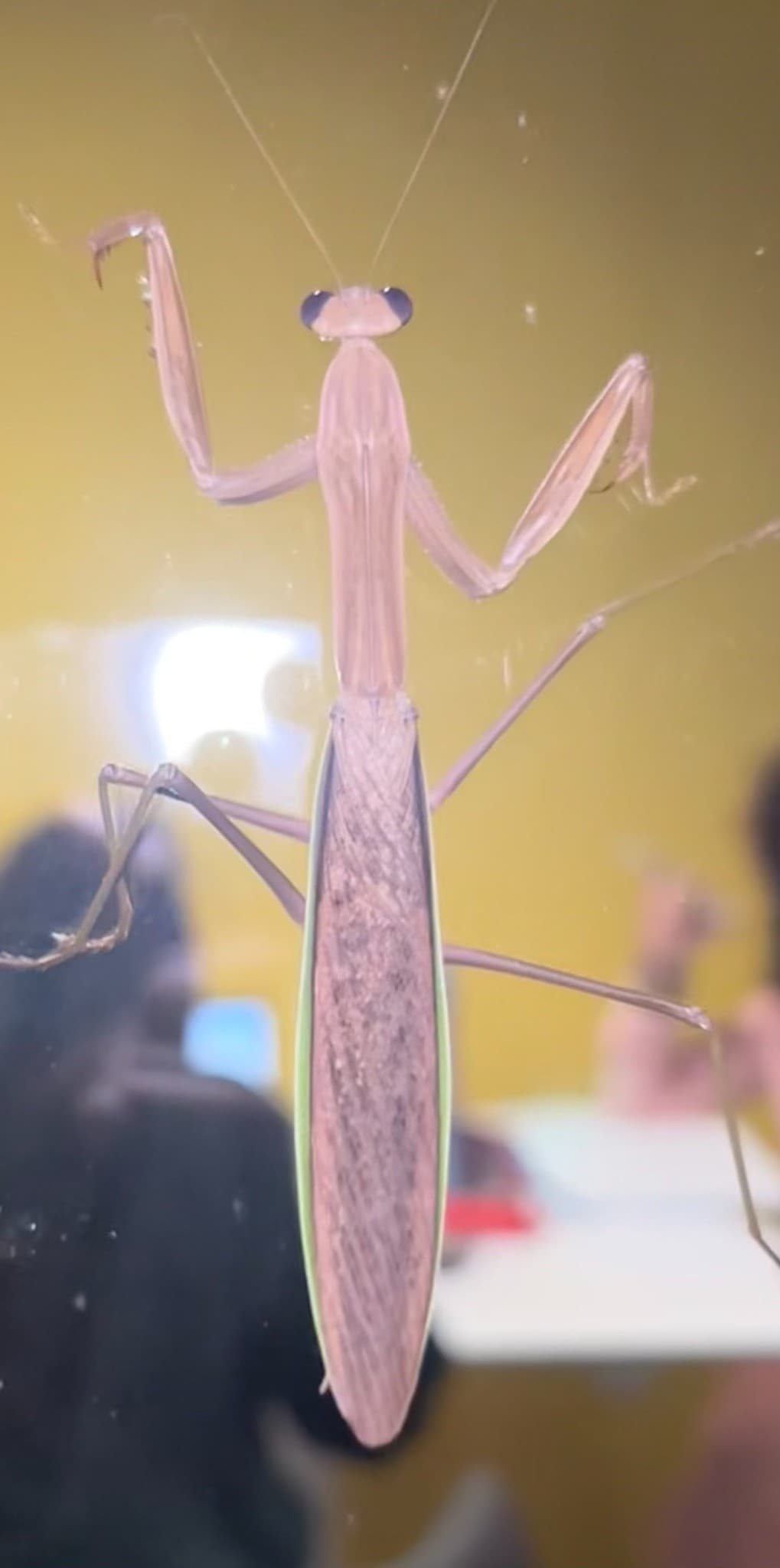 A large (5") praying mantis with light pink coloring and bright purple eyes, sitting on a glass window. 