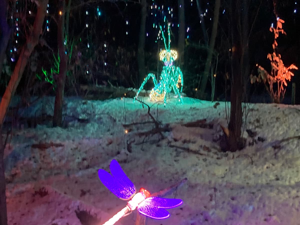 A holiday light sculpture of a praying mantis