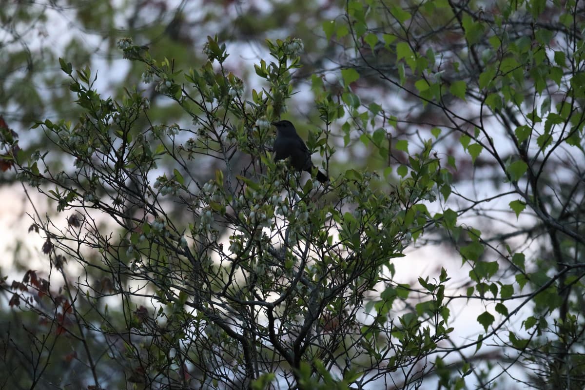 Small black and gray bird perched up in a tree