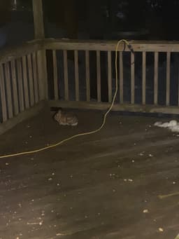 A bunny sits in the corner of a porch. 