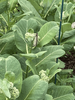 Monarch butterfly with wings closed on milkweed plants.