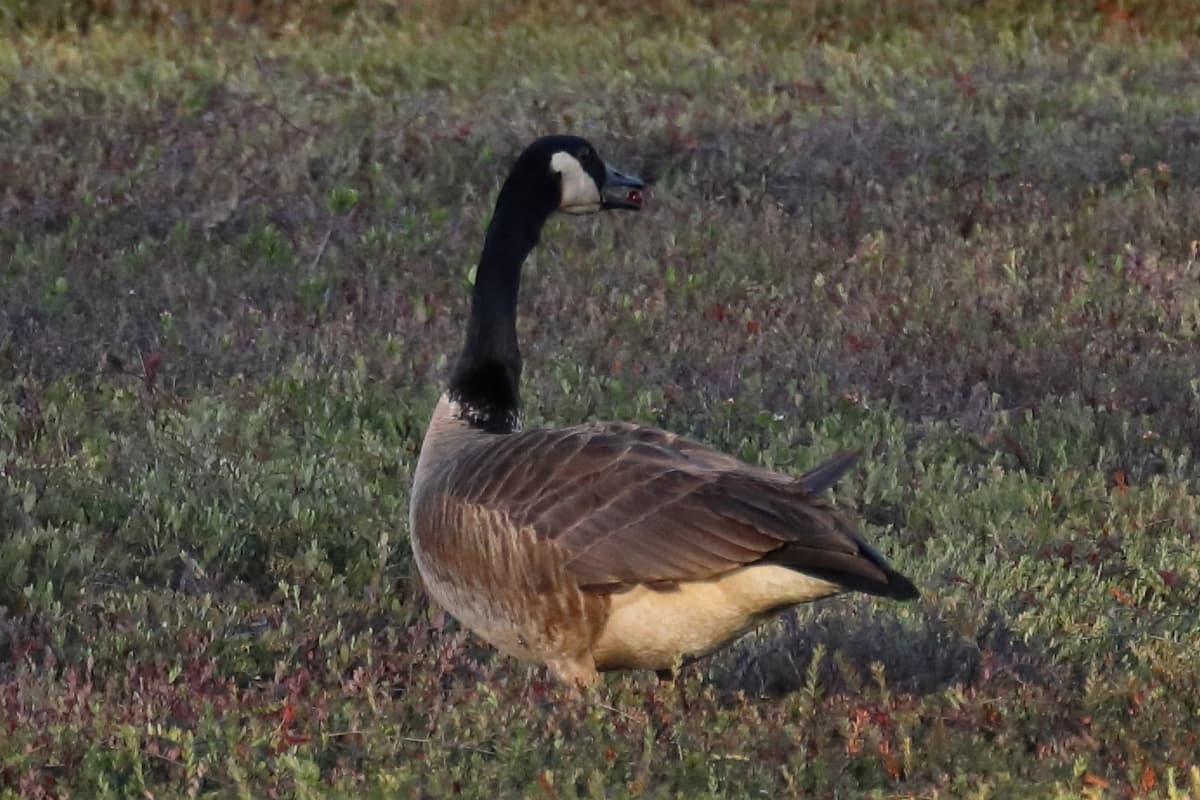 Canadian Goose looking off in the distance with a perfectly round cranberry in its mouth