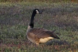 Canadian Goose looking off in the distance with a perfectly round cranberry in its mouth