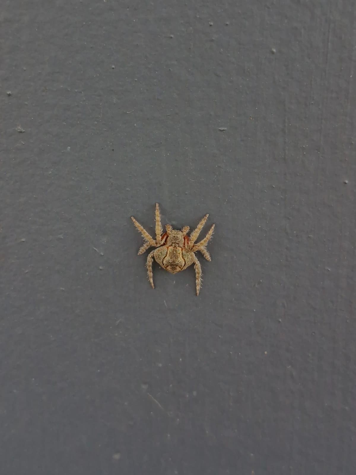 A flat, brown spider on a grey fence.