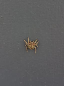 A flat, brown spider on a grey fence.