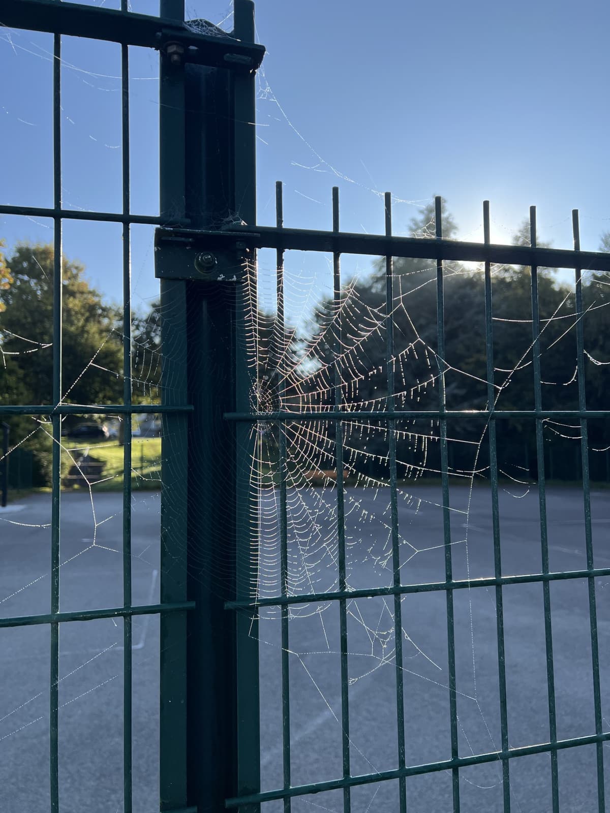 In the centre there's a beautiful spiderweb weaved on metal fencing, measuring about 25 by 20 cm. There are tiny dew drops all over the spiderweb, shining in the sun's bright morning rays. There are tall acorn trees in the background and the sky is blue clear. 