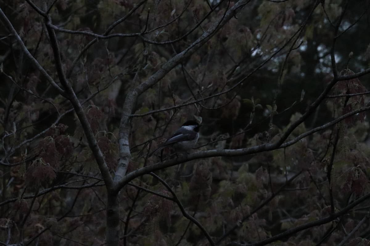 Black capped chickadee perched up amongst the trees