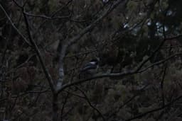 Black capped chickadee perched up amongst the trees