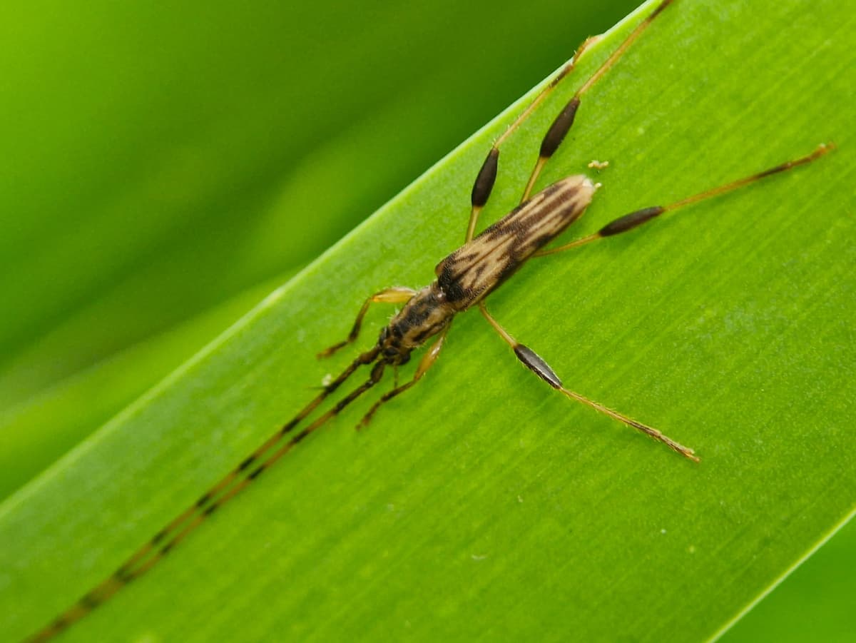 A light brown beetle with a dark brown pattern on its body. It has very long antennae.