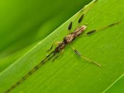 A light brown beetle with a dark brown pattern on its body. It has very long antennae.
