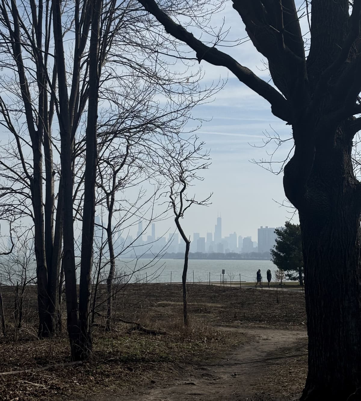 the chicago skyline behind some trees