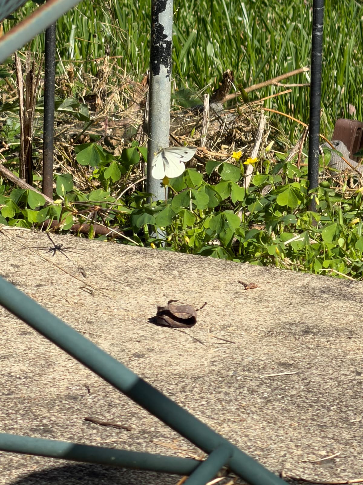 A white butterfly with brown spots sitting on the side of a metal pole.