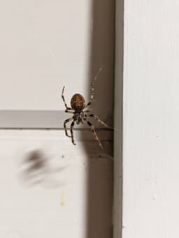 A close-up of a brown and black spider with striped legs and a patterned body resting on it's web.