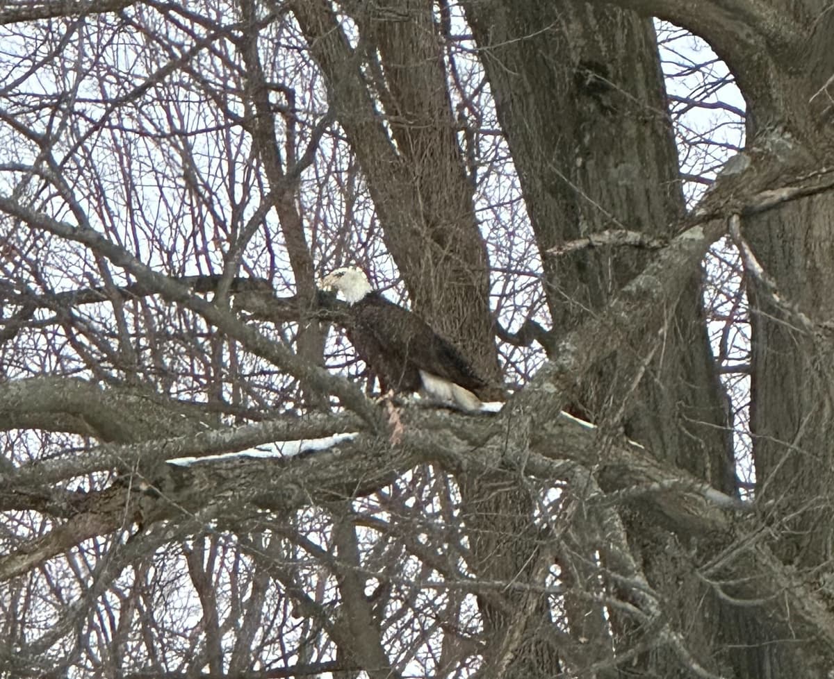 Eagle in Michigan