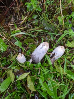 A cluster of 3 pale, elongated mushrooms with shaggy caps. Growing in vibrant grass which is glossy with rain water.