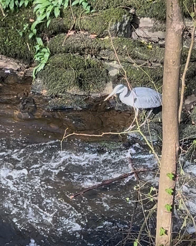 a heron, standing on rocks by a running river waiting to capture some fish.