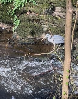 a heron, standing on rocks by a running river waiting to capture some fish.