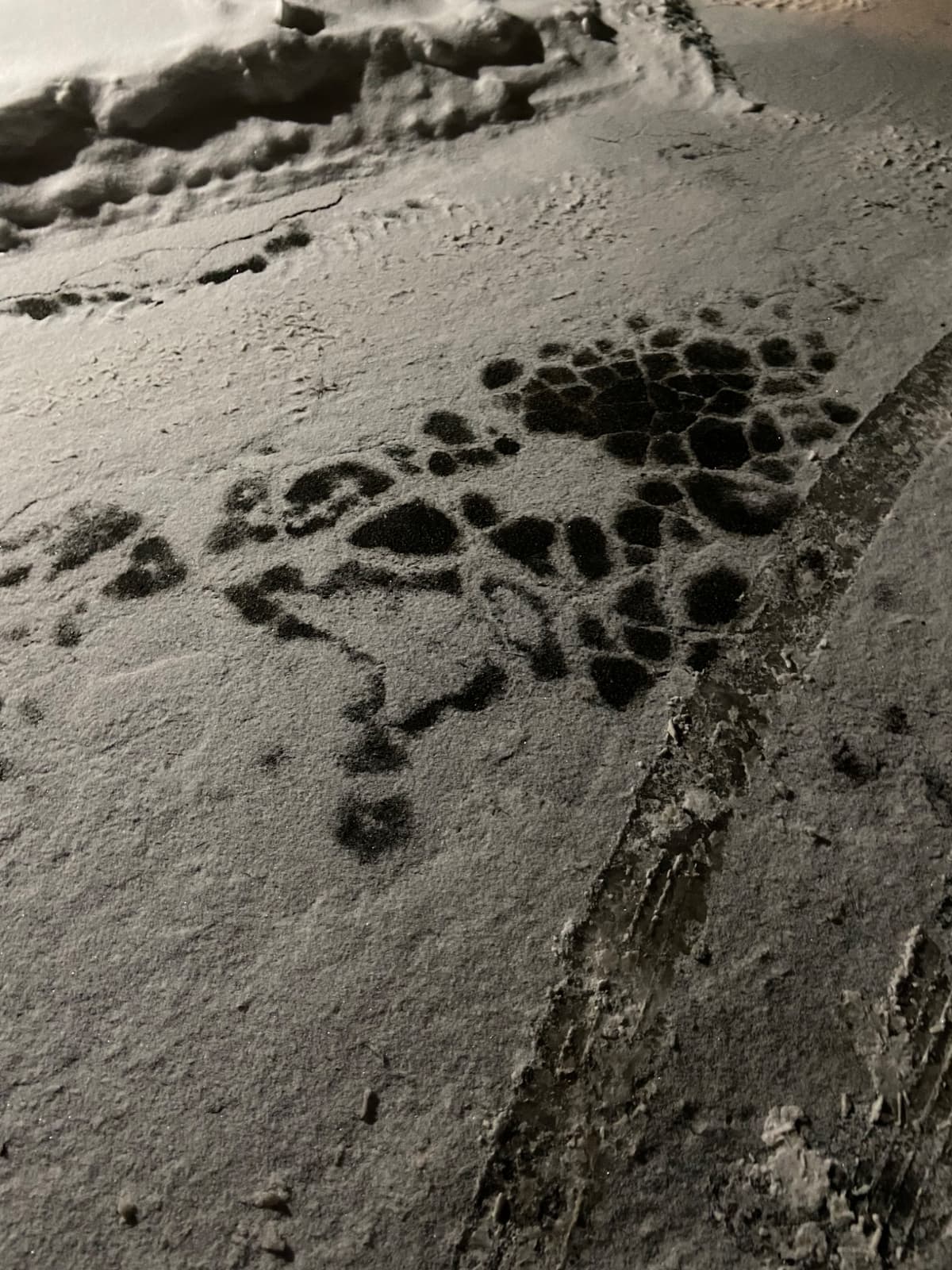 The absences of snow on the ground create an image that looks like the back of a turtle. 