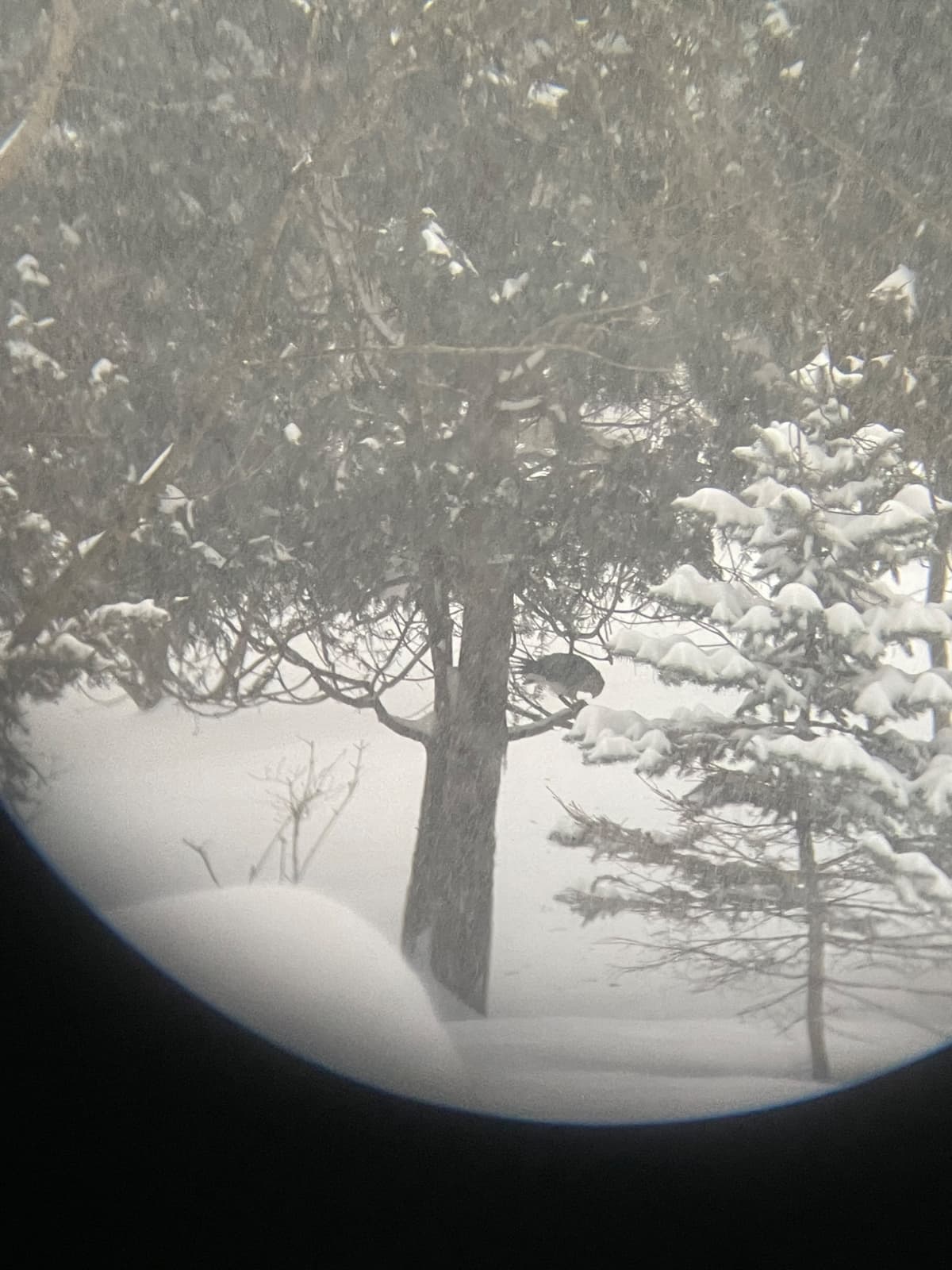 Through the lens of binoculars, an unidentified hawk can be seen perched among snowy trees.