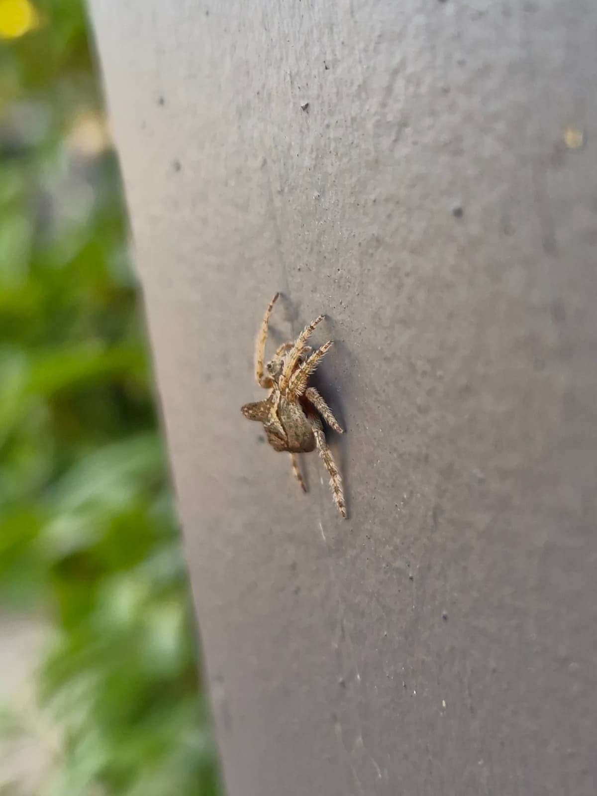 Side view of a brown spider on a grey fence. It has a large hump in the middle of its back.