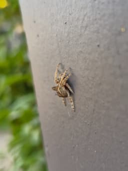 Side view of a brown spider on a grey fence. It has a large hump in the middle of its back.