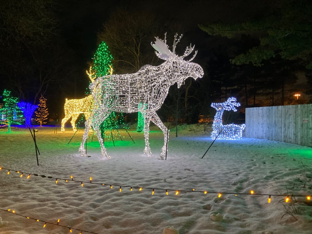 A holiday light sculpture of a moose