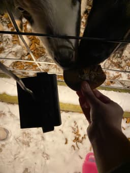 A hand is feeding a gingerbread cookie to two goats poking their heads through a fence. 