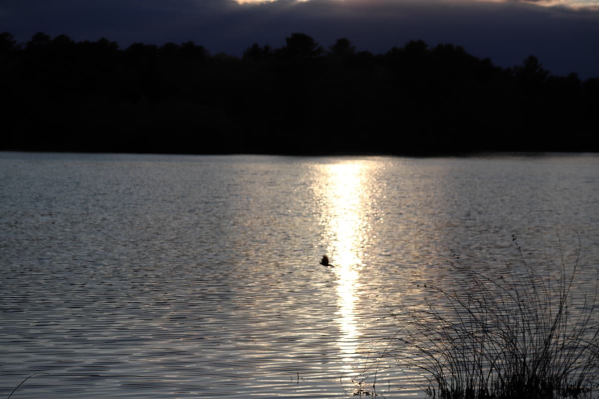 Small black bird flying across a pond as the sunset shines on the water below it