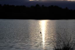 Small black bird flying across a pond as the sunset shines on the water below it