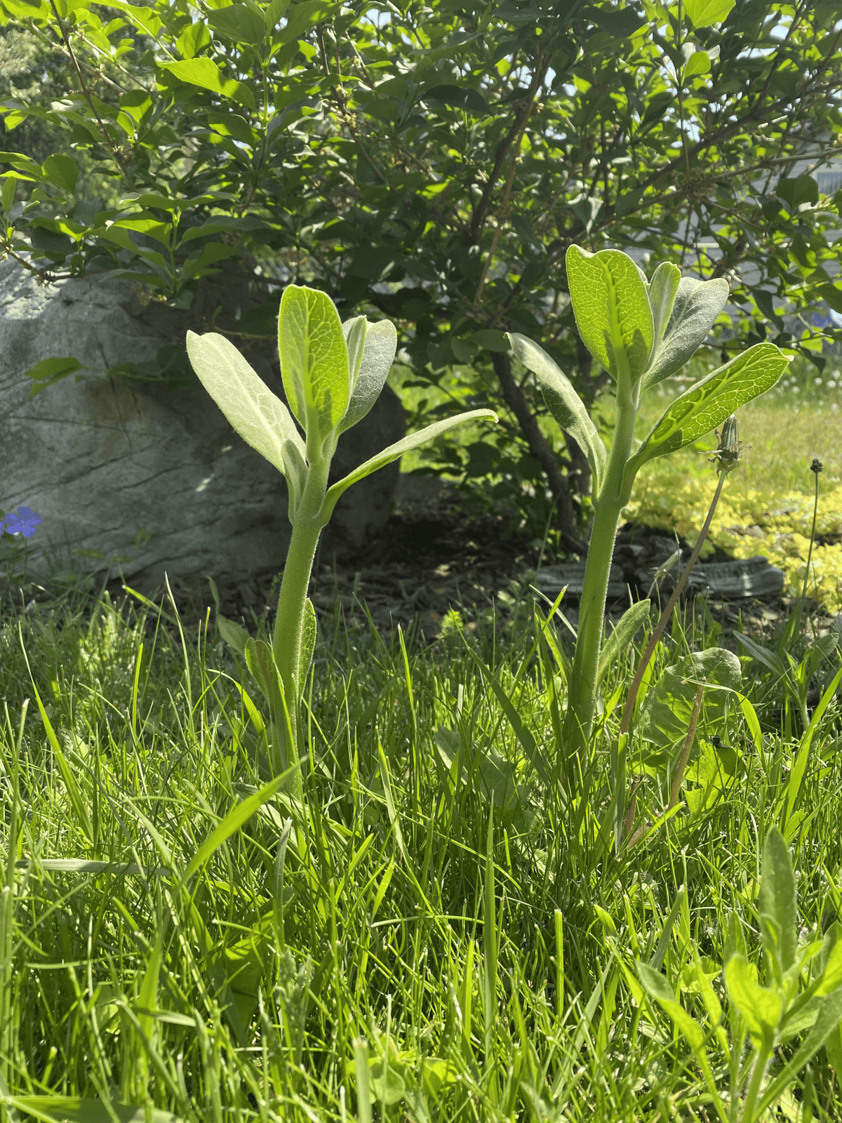 Milkweed.