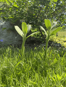 Milkweed.