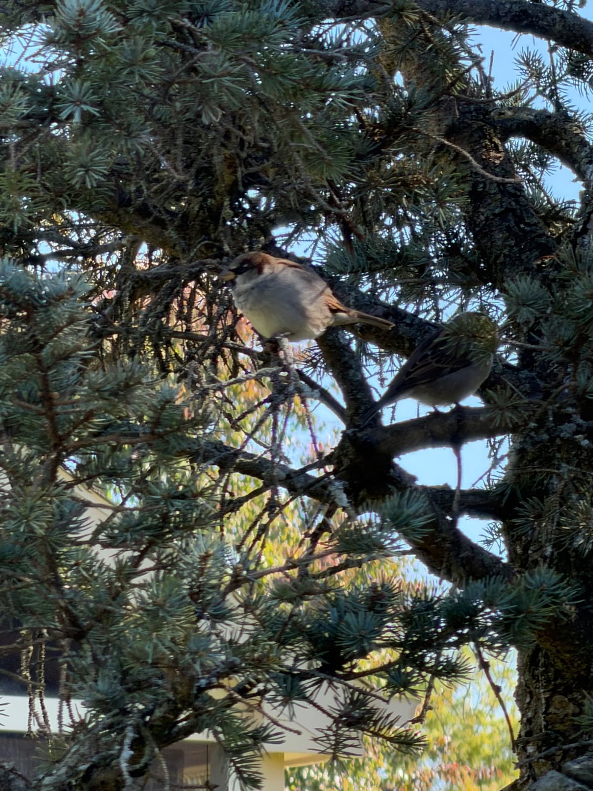 A very round tan and brown sparrow in a pine tree.