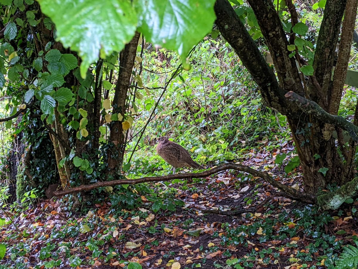 A brown bird standing among low tree branches in a leafy woodland area, surrounded by damp ground and fallen leaves.